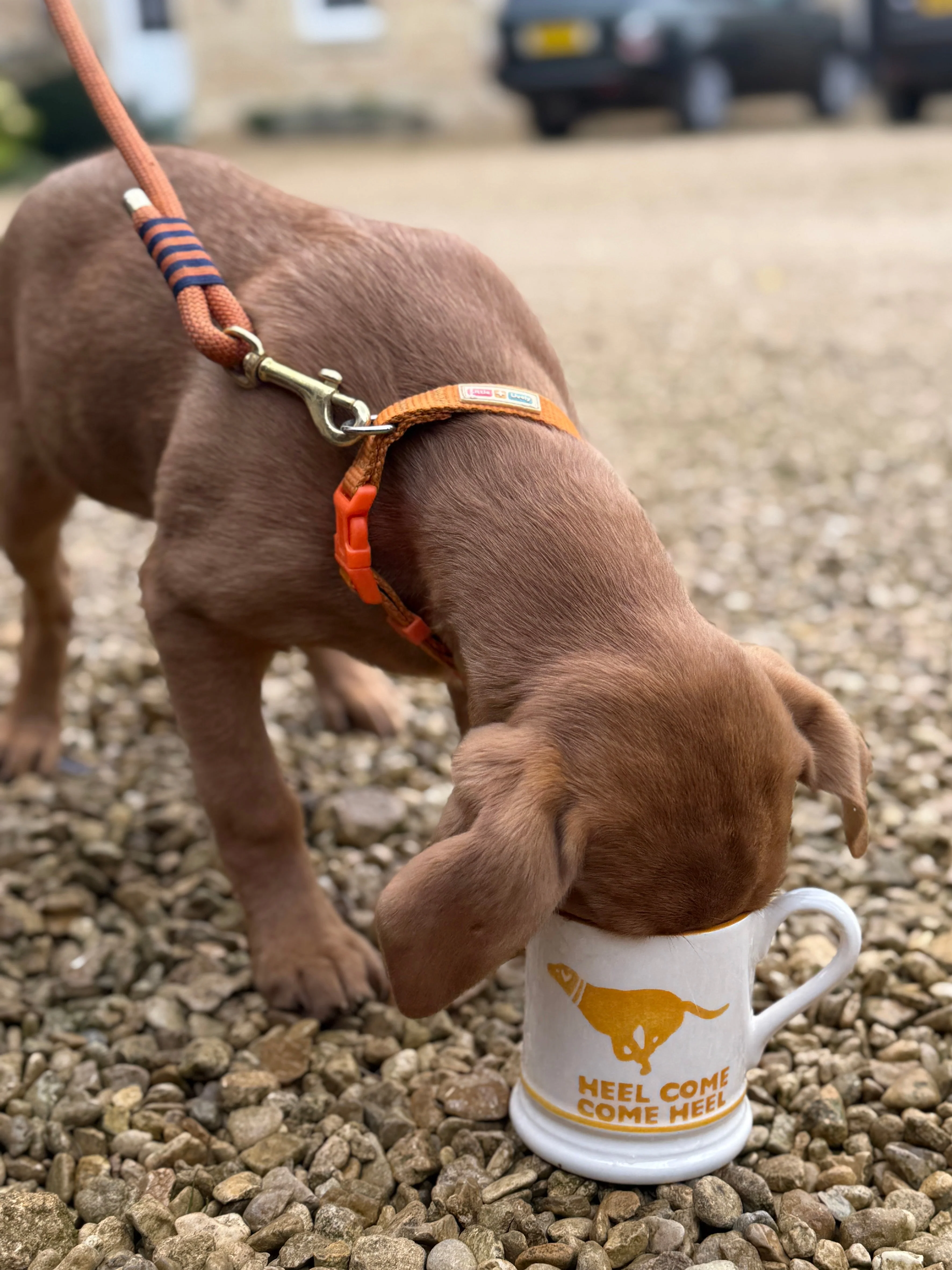 Seconds Diddly Squat Farm: Come Heel 1/2 Pint Mug - Image 8